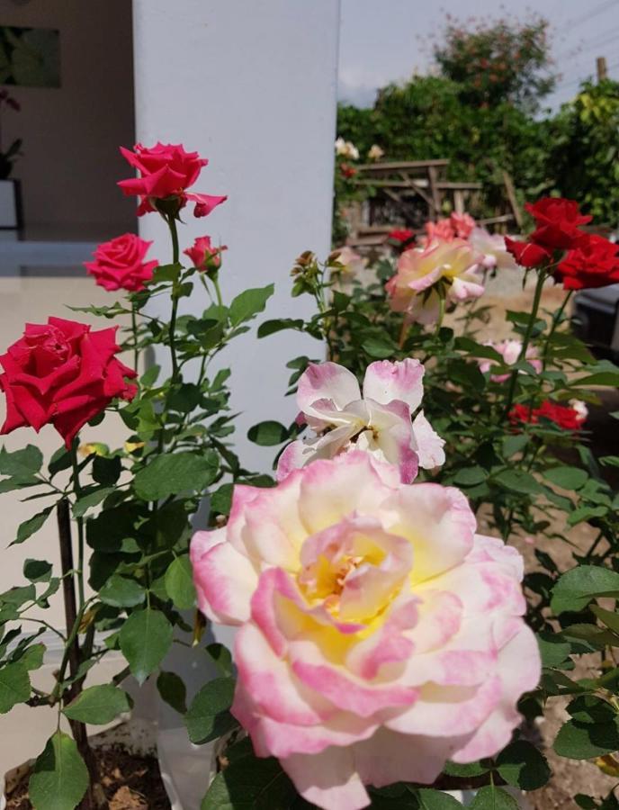 De Rose Hotel Chiang Mai Extérieur photo